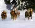Rennende paarden in de sneeuw