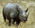 Neushoorn