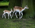 Herten in het bos