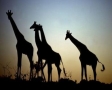 Schaduw van giraffes