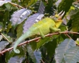 Hagedis