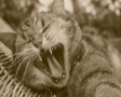 Gapende kat