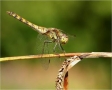 Libelle