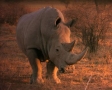 Neushoorn