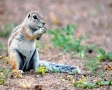 Prairiehondje