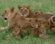 Leeuwen familie