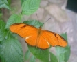 Oranje vlinder
