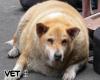 Vette hond