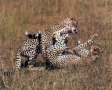 Vechtende jaguars