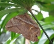 Vlinder