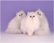 Langharige katten
