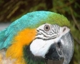 Papegaai