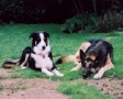 Honden in het gras