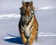 Tijger in de sneeuw