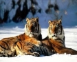 Tijger in de sneeuw