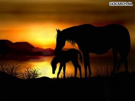 E Cards Op Gocards Nl E Card Dieren Paarden Bij Zonsondergang