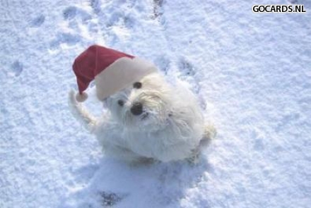 E Cards Op Gocards Nl E Card Kerst Hondje In De Sneeuw