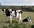 Koe en kalf in weiland