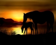 Paarden bij zonsondergang
