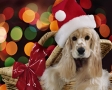 Hond met kerstmuts