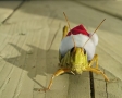 Sprinkhaan met kerstmuts