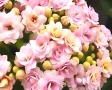 Bos bloemen