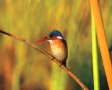 Vogeltje