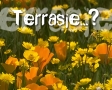 Terrasje?