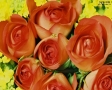 Rode rozen