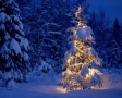 Besneeuwde Kerstboom
