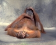 Orang Oetang