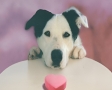Hond met hartje