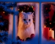 Kat achter raam