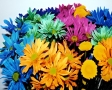 Bos bloemen