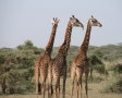 Giraffes