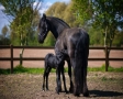 Paarden