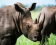 Neushoorn