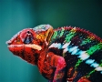 Kameleon