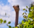 Struisvogel
