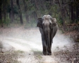 Olifant