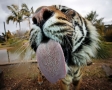 Tijger