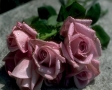 Roze rozen