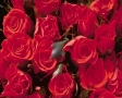 Rozen