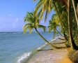 Palmbomen op het strand