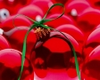 Rode kerstballen