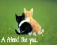 A friend like you