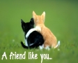 A friend like you