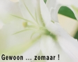 Gewoon zomaar